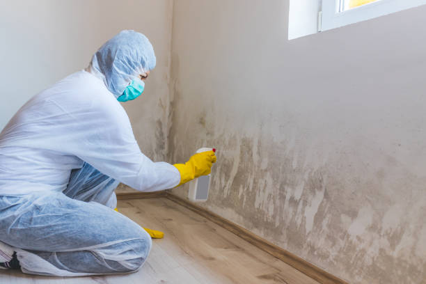 Professional mold removal team in Universal City