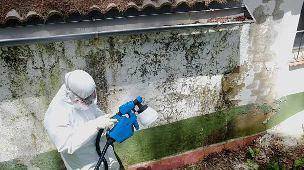 Mold Removal service in Universal City